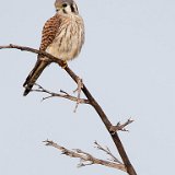 12SB6398 American Kestrel Female